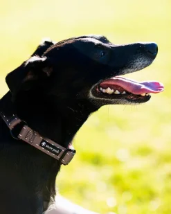 Snow Peak Sp Slip Collar^ Pets